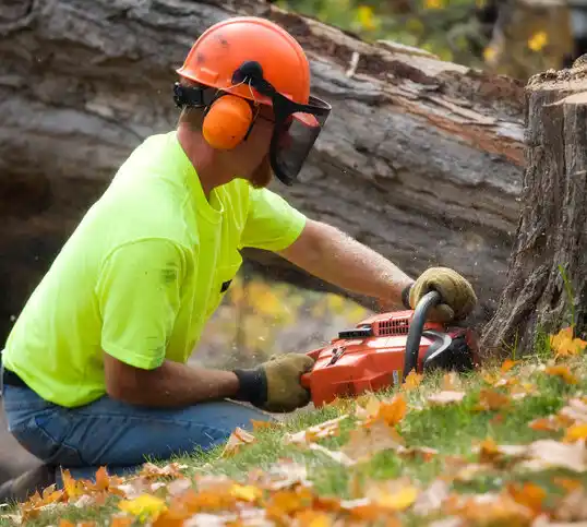 tree services Woodworth